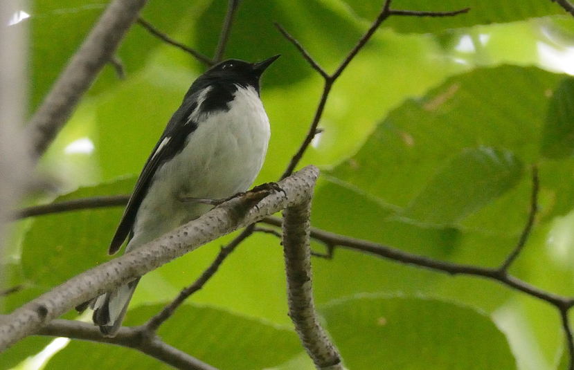 Paruline bleue