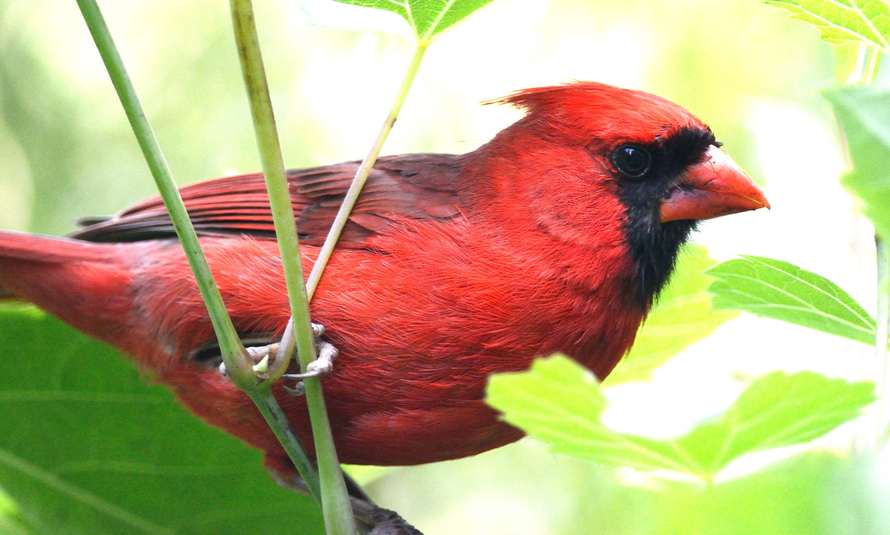 Cardinal rouge