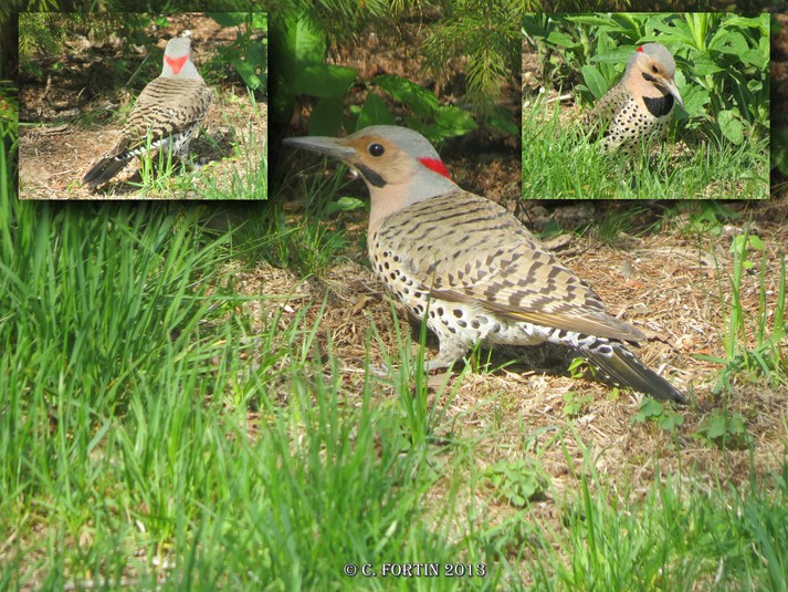 Pic flanboyant lancienne lorette 2013 05 10