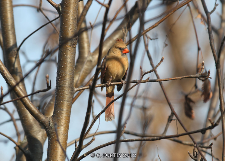 Cardinal rouge lancienne lorette  2012 11 16