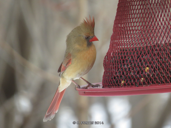 Cardinal rouge lancienne lorette  2014 01 12