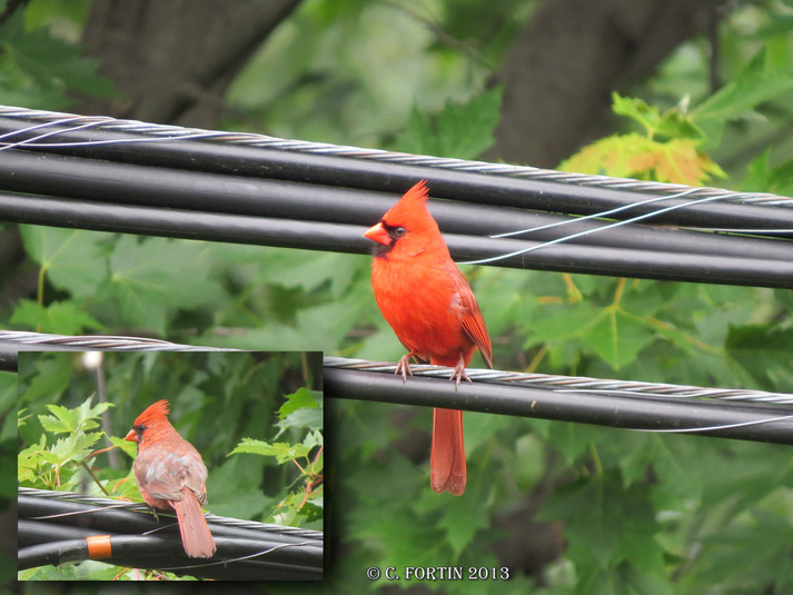 Cardinal rouge lancienne lorette  2013 06 29