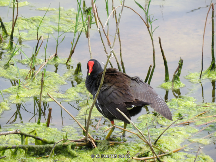 Gallinule dam%c3%a9rique kissimmee floride 2015 04 02