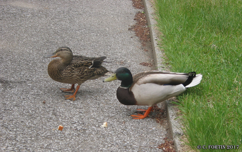 Canard colvert lancienne lorette 2007 05 18