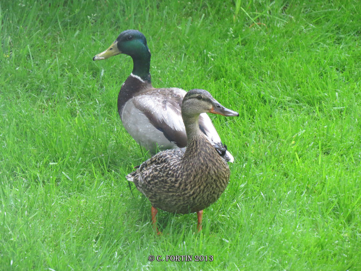 Canard colvert lancienne lorette 2013 05 23