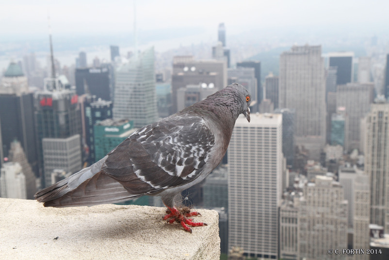 Pigeon biset new york 2014 07 27