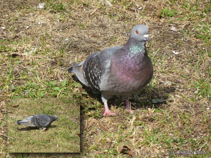 Pigeon biset lancienne lorette 2014 04 27