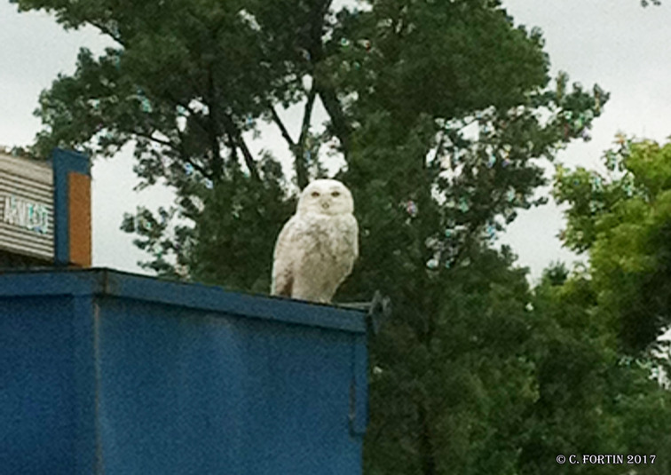 Harfang des neiges qu%c3%a9bec 2012 06 26