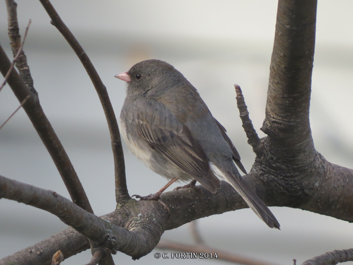 Junco ardois%c3%a9 lancienne lorette 2014 05 08