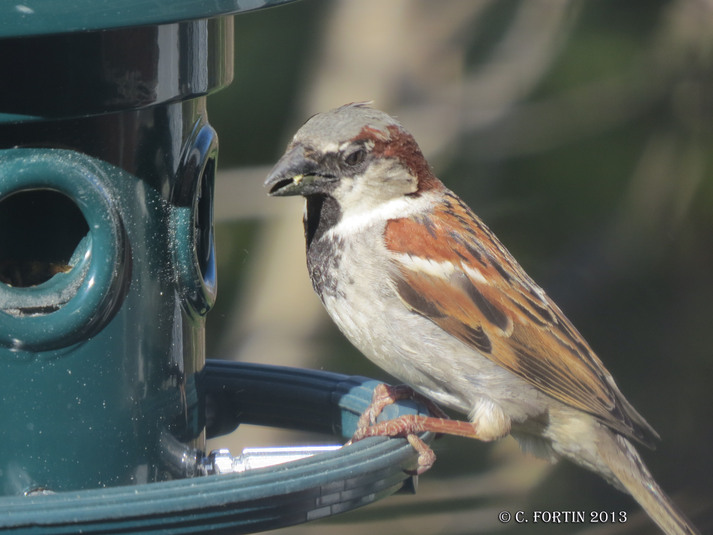 Moineau domestique lancienne lorette 2013 05 05