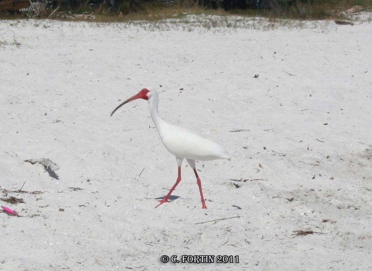 Ibis blanc clearwater floride 2011 03 18