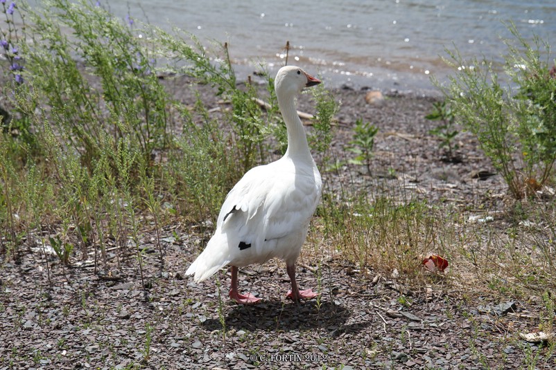 Oie des neiges qu%c3%a9bec 2012 07 08