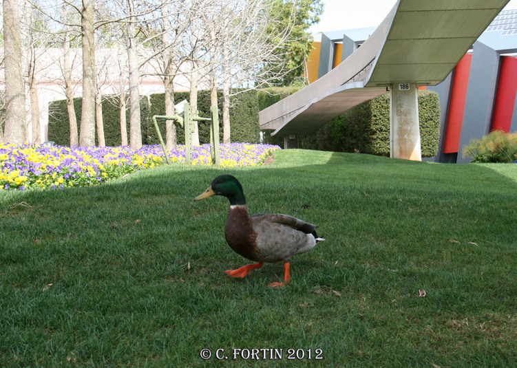 Canard colvert orlando floride 2012 03 14