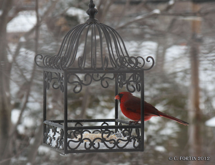 Cardinal rouge lancienne lorette  2012 12 28