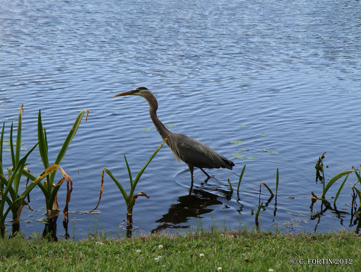 Grand h%c3%a9ron c%c3%a9l%c3%a9bration floride 2012 03 15