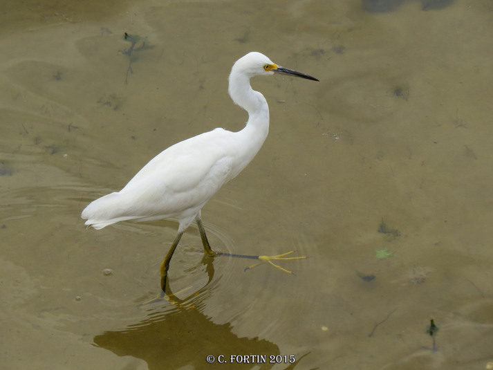 Aigrette neigeuse kissimmee floride 2015 04 02