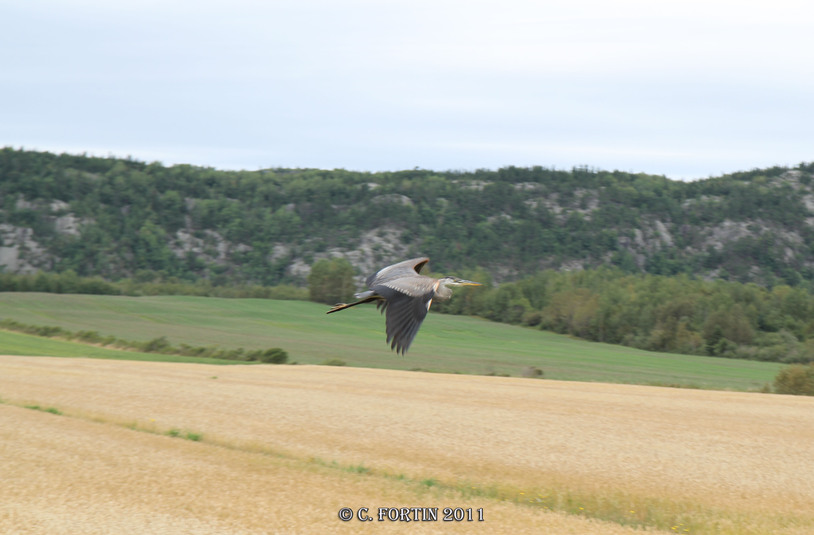 Grand h%c3%a9ron rimouski 2011 09 04