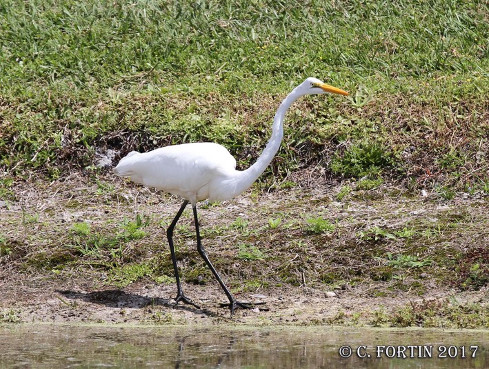 Grande aigrette kissimmee floride 2012 03 15