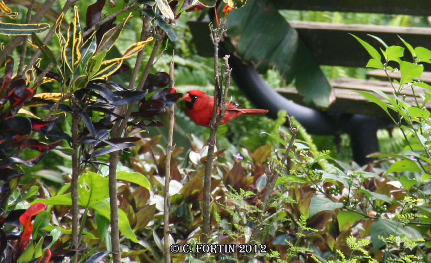 Cardinal rouge orlando floride 2012 03 18