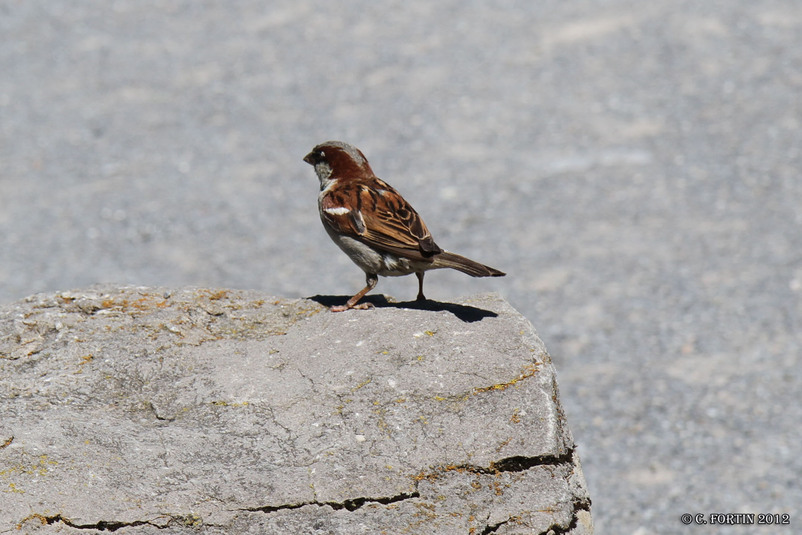 Moineau domestique montr%c3%a9al   2012 07 25