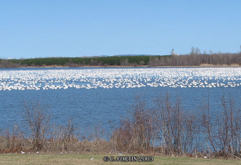 Oie des neiges victoriaville 2003 05 03