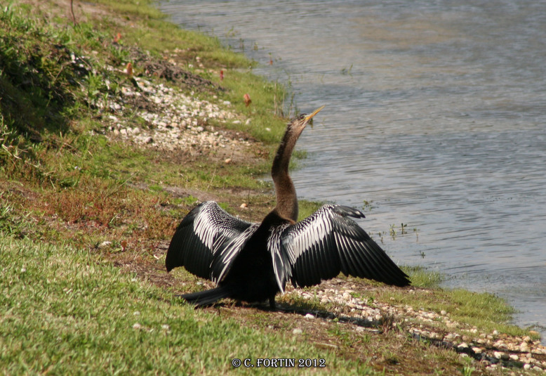 Anhinga dam%c3%a9rique kissimmee floride 2012 03 13