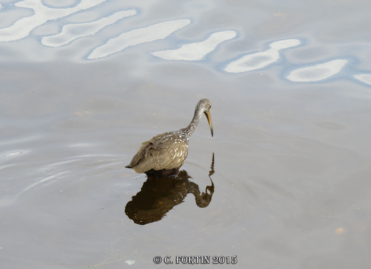 Courlan brun kissimmee floride 2015 04 02