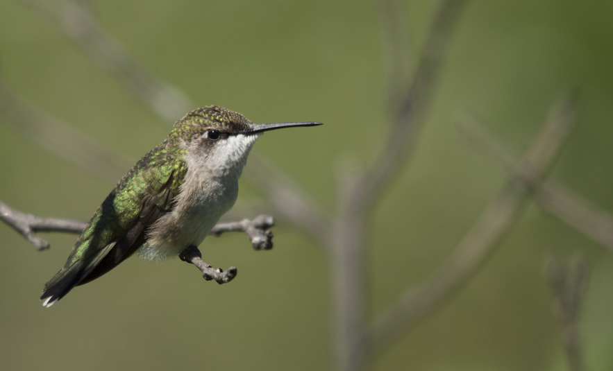 Madame colibri a gorge rubis