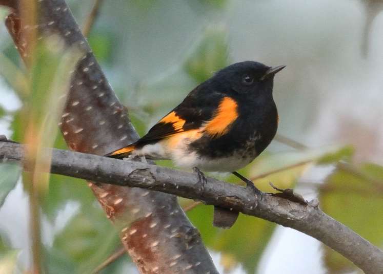 Paruline flamboyante