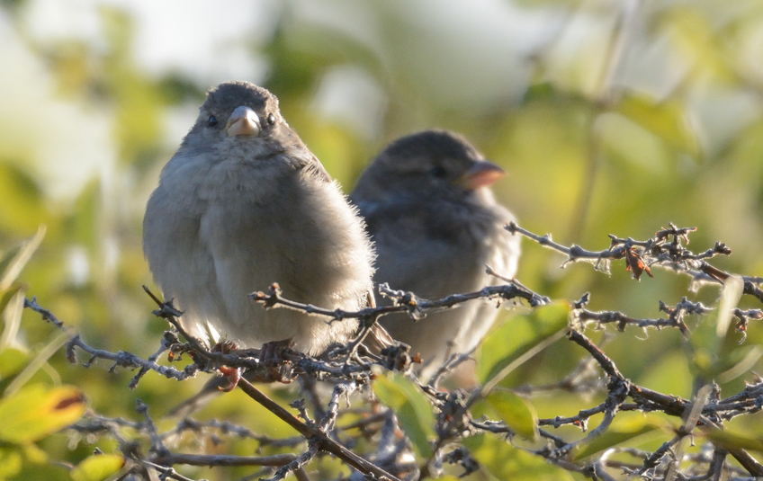 Moineau domestique