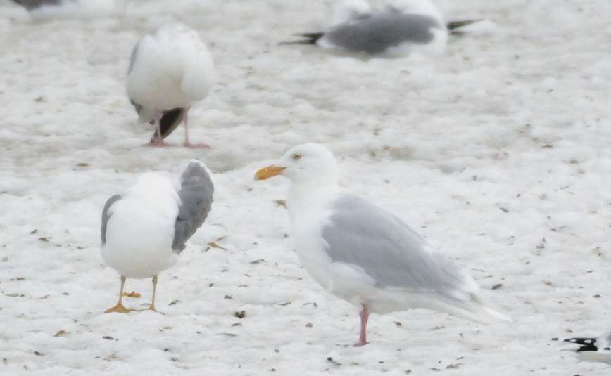 Goeland bourgemestre