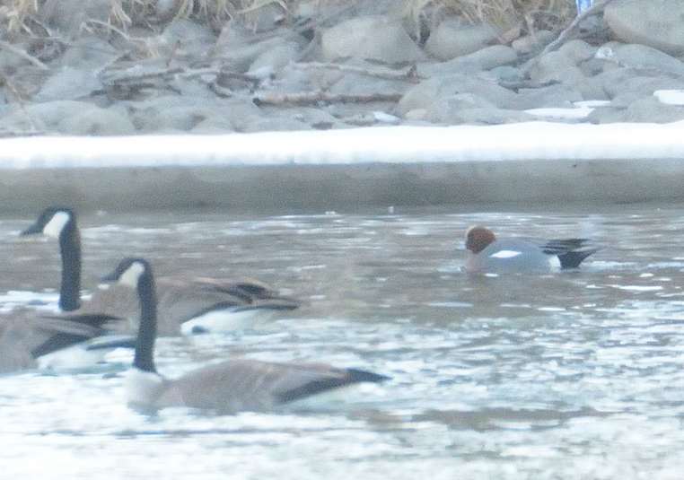 Canard siffleur