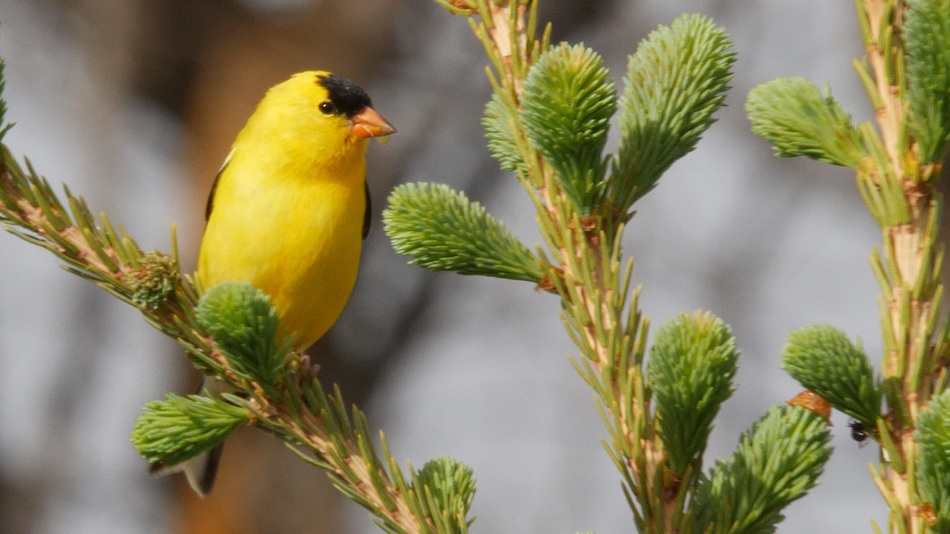 Chardonneret jaune