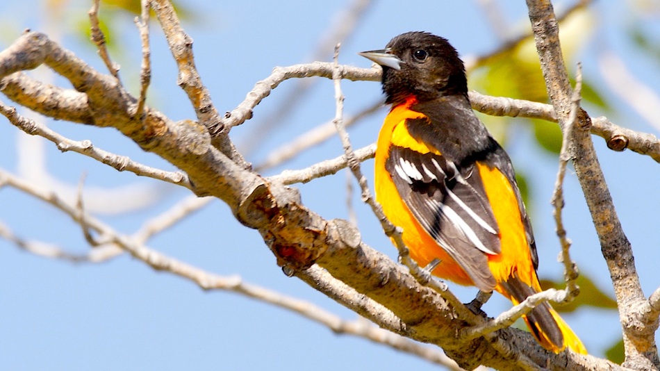 Oriole de baltimore