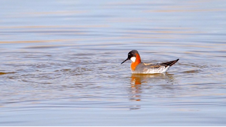 Phalarope %c3%a0 bec %c3%a9troit