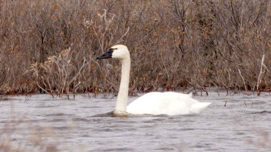 Cygne siffleur