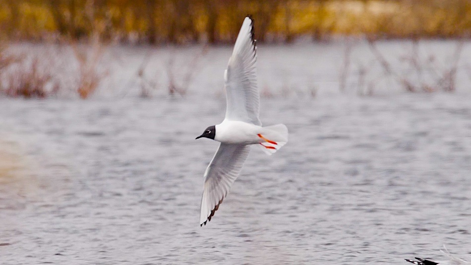 Mouette de bonaparte