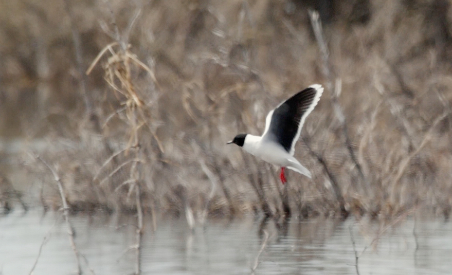 Mouette pygm%c3%a9e