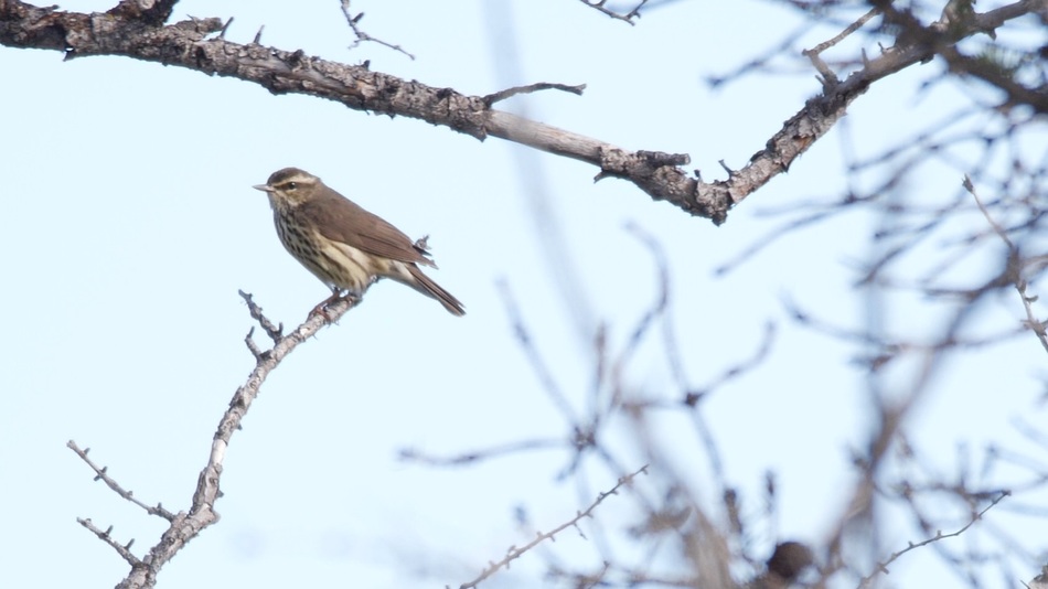 Paruline des ruisseaux