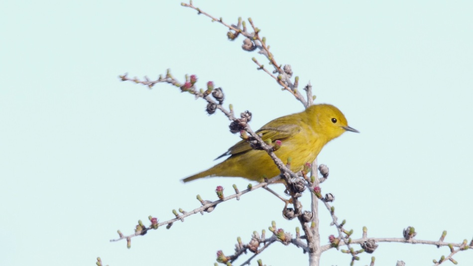 Paruline jaune