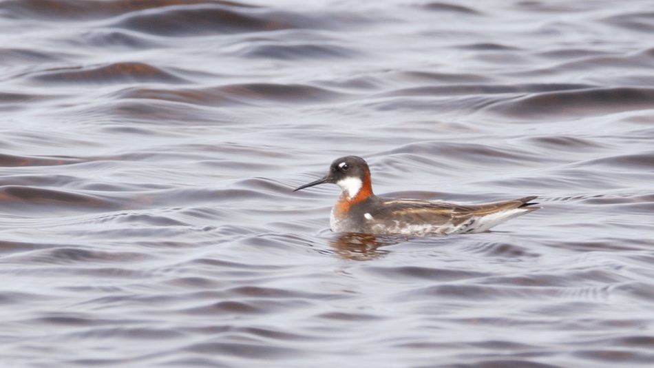 Phalarope de wilson