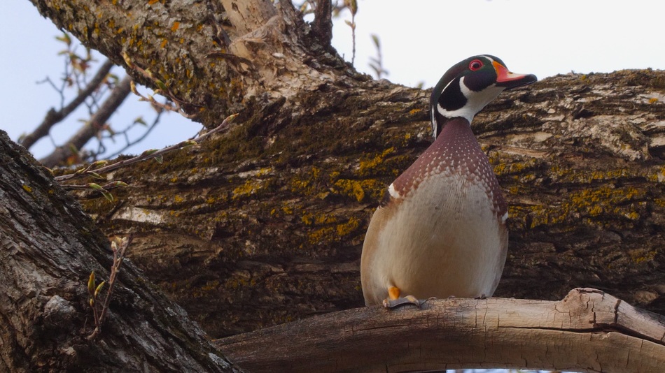 Canard branchu